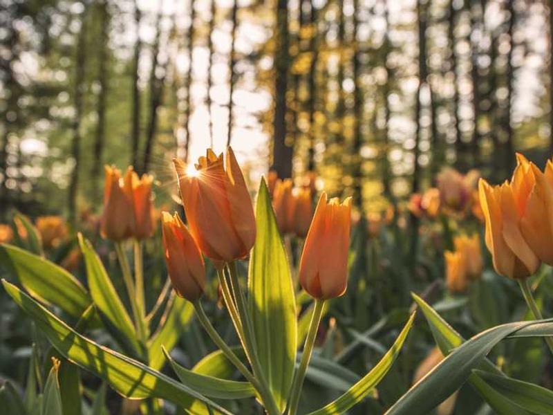 CSS Custom Properties: Advanced Techniques and Use Cases