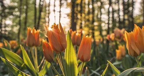 CSS Custom Properties: Advanced Techniques and Use Cases