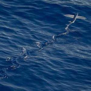 Kocioł z podajnikiem na pellet KLASTER 5 - 5 Klasa - EcoDesign - 30 kW